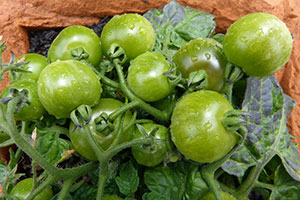 pomidor zielony