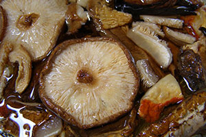 grzyb shiitake suszony