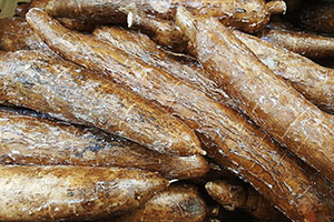 maniok korzeń surowy