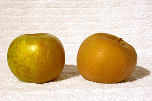 jabłko szara reneta